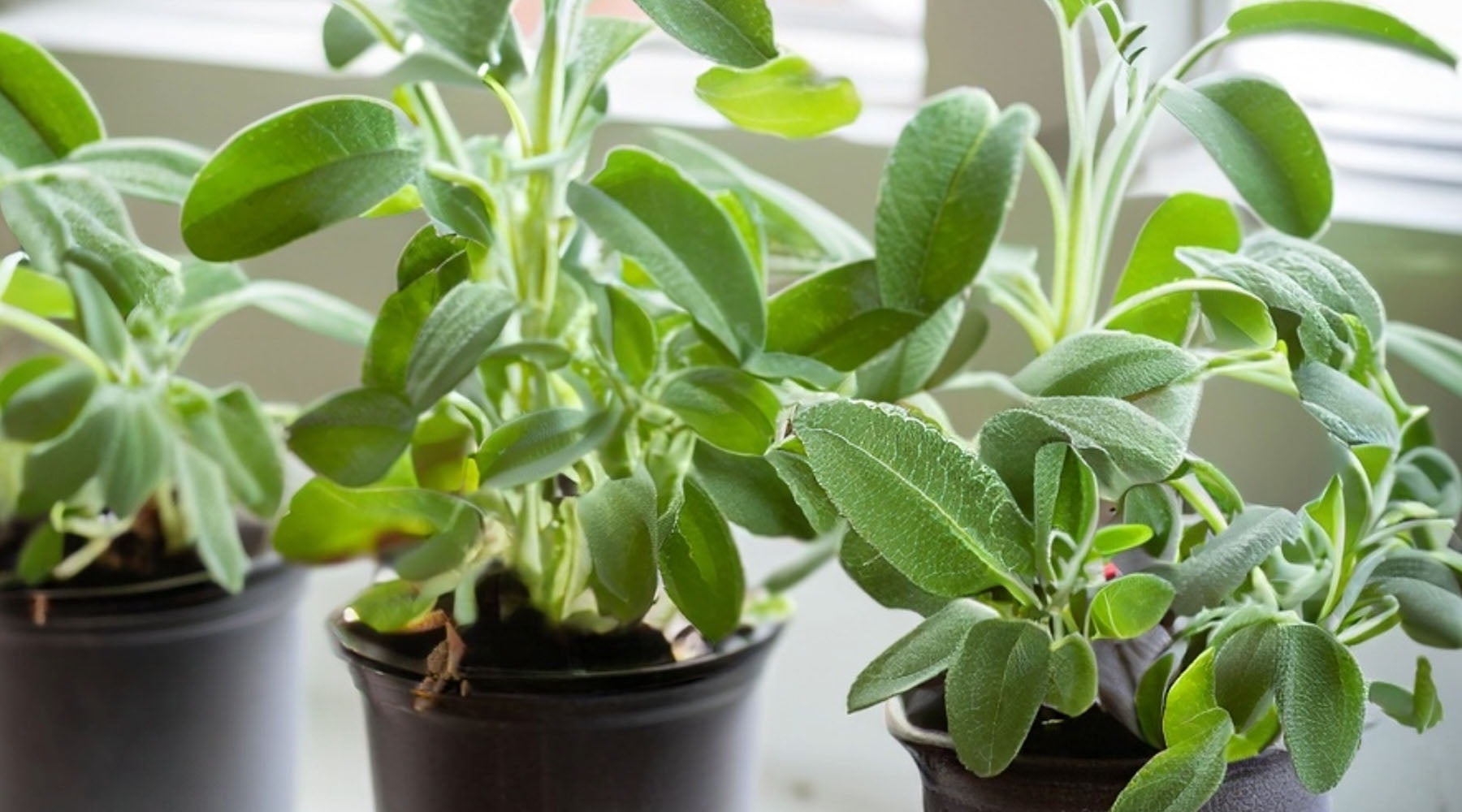 Caring For Windowsill Herbs – Greenhouse Megastore