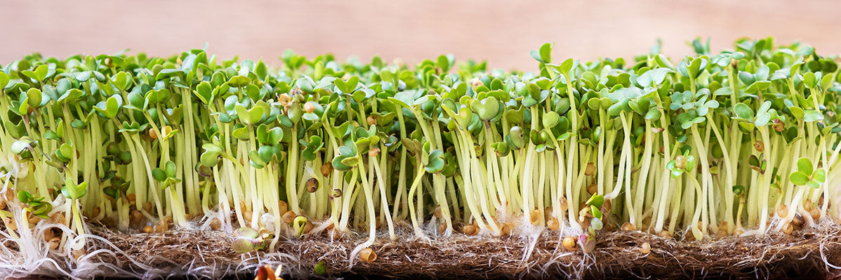 Microgreen Growing