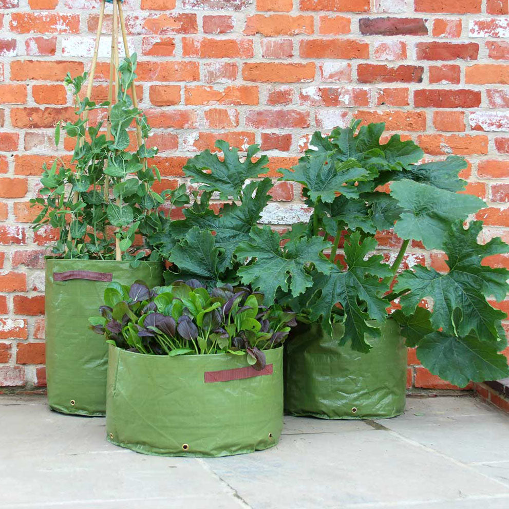 Haxnicks Vegetable Patio Planters - Multisize 3 Pack