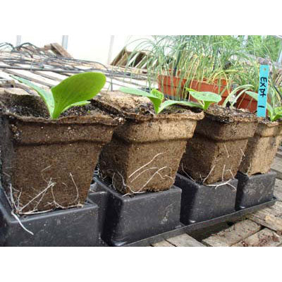 Panterra Oval Pots for Plants - Greenhouse Megastore